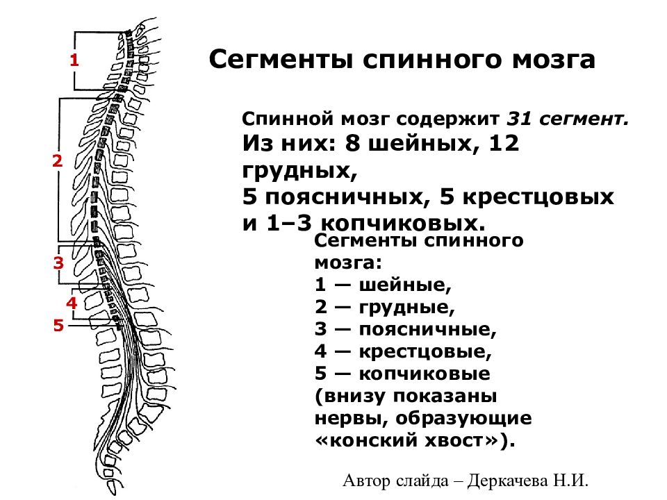 Какой отдел позвоночника образован. Сегменты s1 s2 спинного мозга. Перечислите основные отделы спинного мозга.. D2 сегмент спинного мозга. Сегменты шейного отдела спинного мозга.
