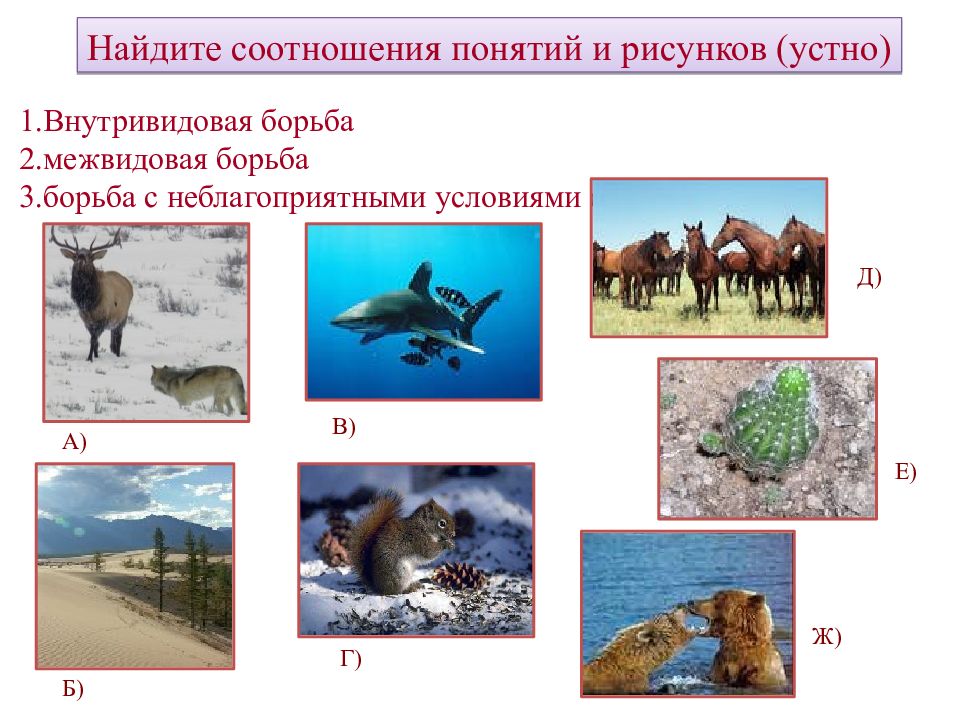 Презентация по биологии 9 класс борьба за существование