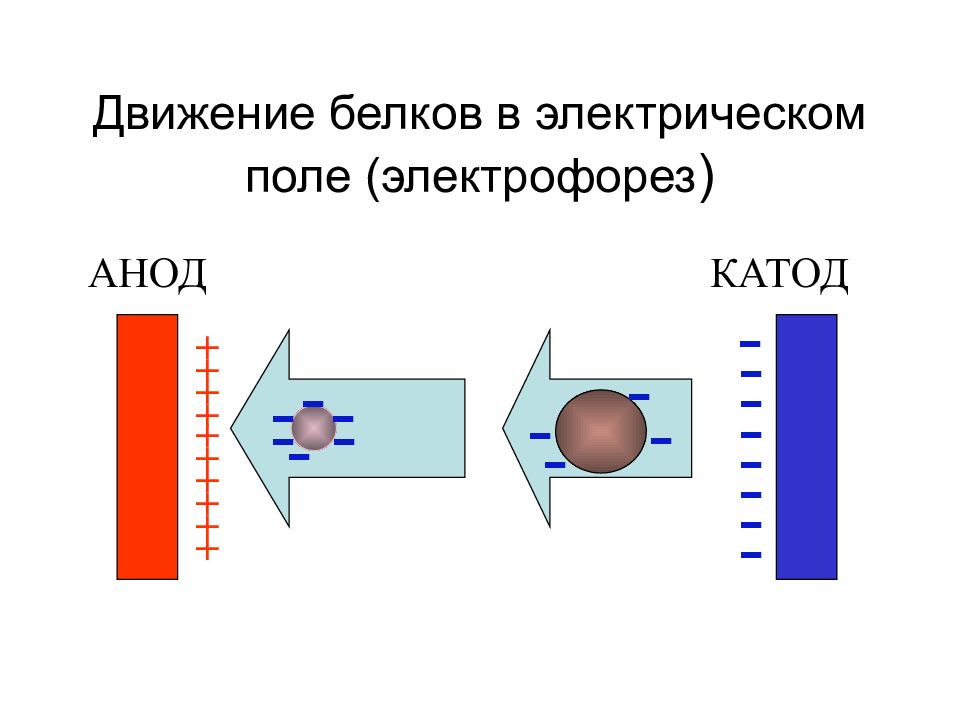 Движется катода к аноду. Электрофорез катод и анод. Движение белков в электрическом поле. Электрофорез катод. Движение белков при электрофорезе.