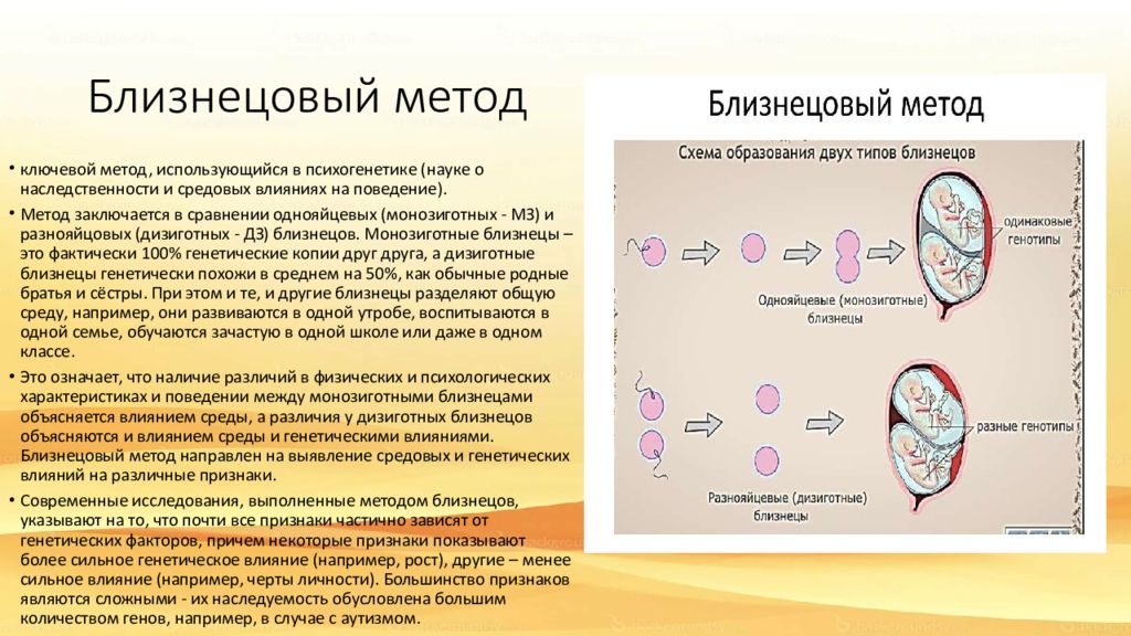 Метод близнецов в психогенетике. Близнецовый метод схема. Близнецовый метод изучения генетики человека.