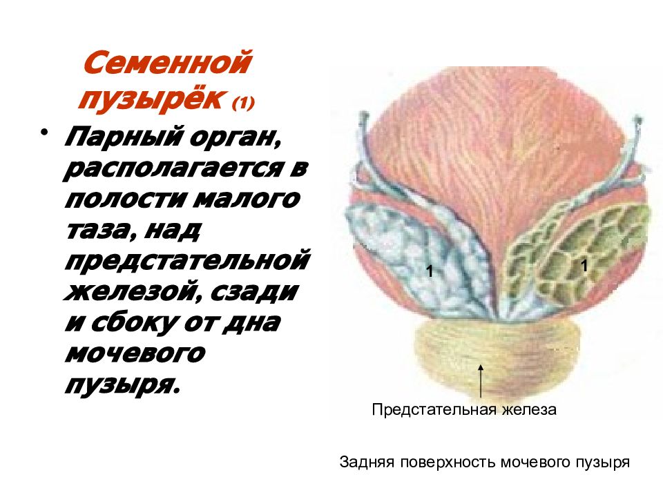 Железы мочевого пузыря. Кровоснабжение семенных пузырьков анатомия. Семенной пузырек анатомия у мужчин. Кровоснабжение предстательной железы анатомия. Иннервация семенных пузырьков.