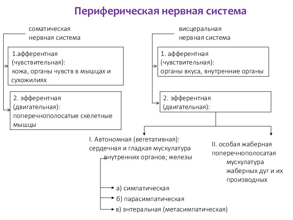 Схема строения пнс