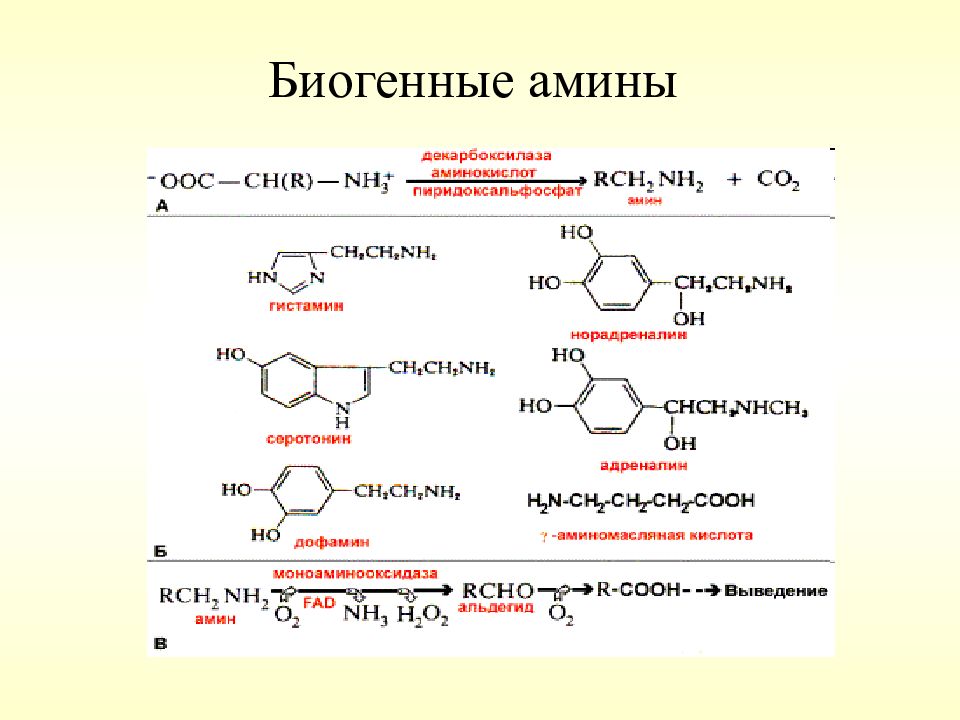 Биогенные амины это. Биогенные Амины триптофана. Цистеин биогенные Амины. Биогенные Амины: гистамин, серотонин. Метаболизм биогенных Аминов.