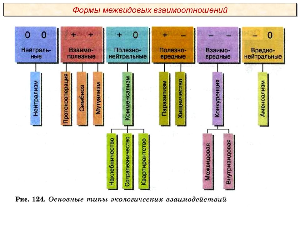 Какие типы взаимоотношений. Формы межвидовых взаимодействий. Основные межвидовые отношения. Основные типы межвидовых отношений. Характеристика основных межвидовых отношений.