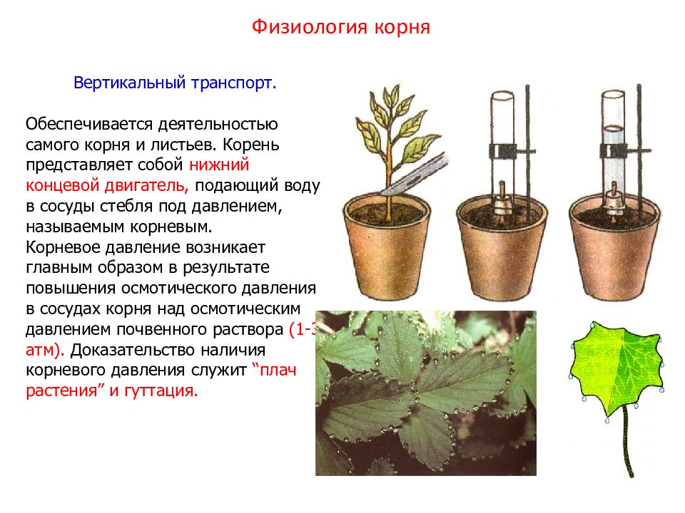 В изображенном на рисунке опыте экспериментатор поместил растение к окну обратил внимание