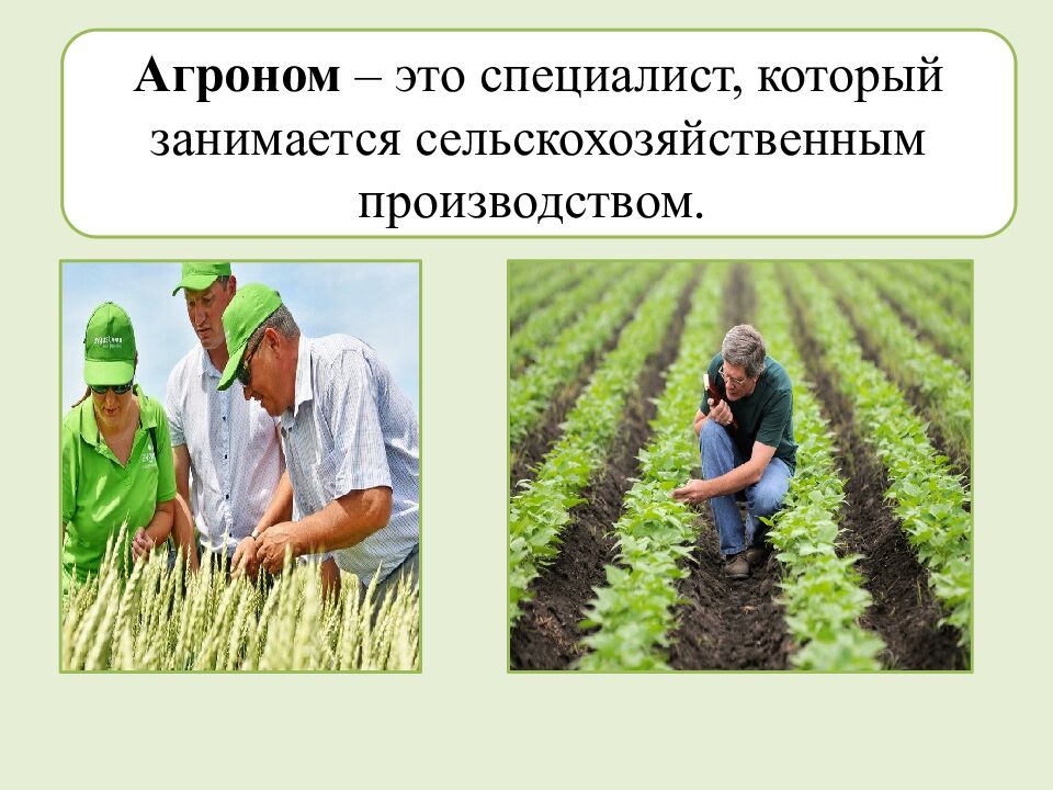 Многообразие и происхождение культурных растений