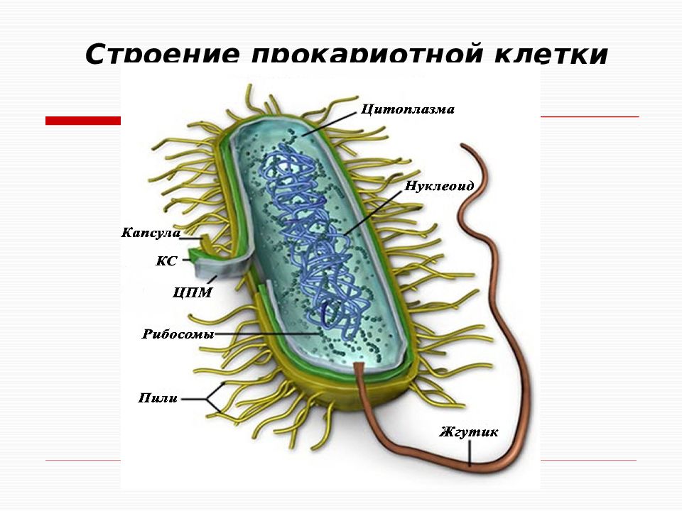 Прокариотная