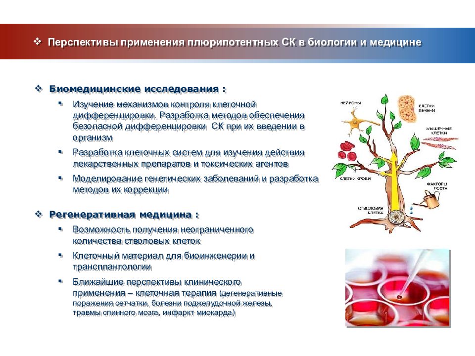 Метод стволовых клеток. Классификация стволовых клеток биотехнология. Исследование стволовых клеток. Стволовые клетки в медицине. Перспективы применения стволовых клеток.