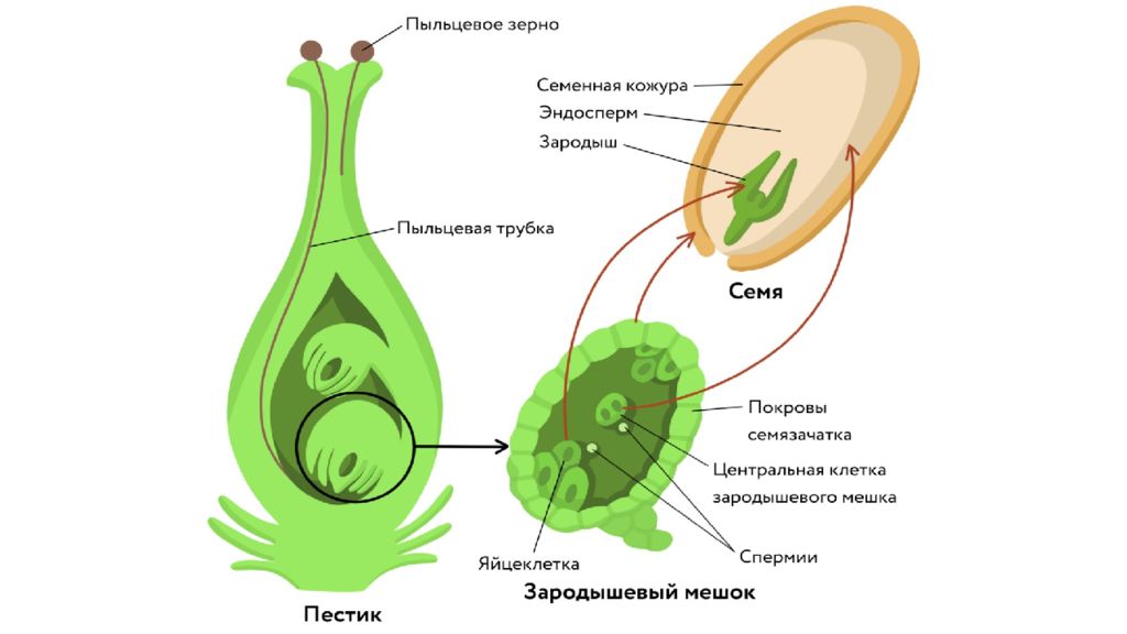 Презентация 6 класс оплодотворение у цветковых растений