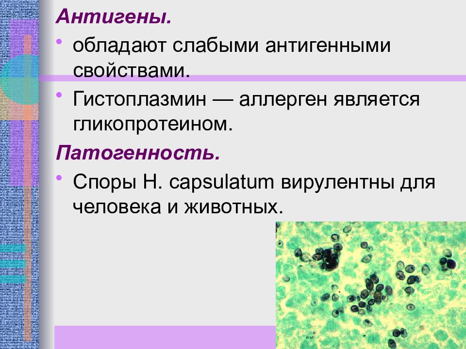 Возбудители грибковых инфекций презентация