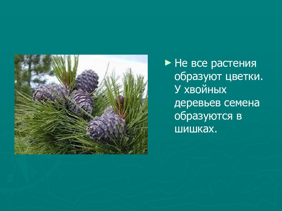 Растения образуют. Семена образуются в шишках. Высшие растения семена образуются в шишках. Какие растения образуют семена. Растения которые не цветут но образуют семена.