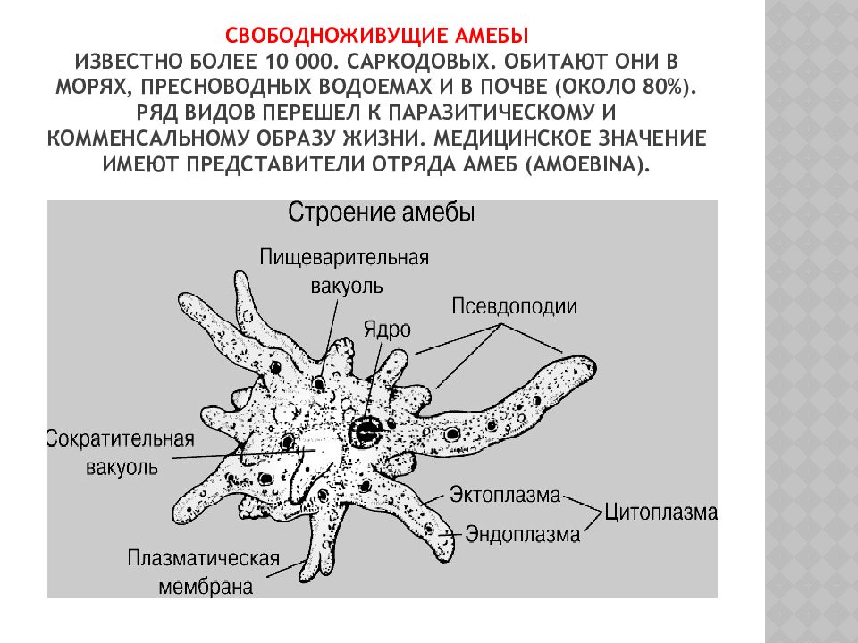 Строение амебы. Саркодовые строение клетки. Саркодовые амеба строение. Пищеварительная система саркодовых. Кровеносная система саркодовых.