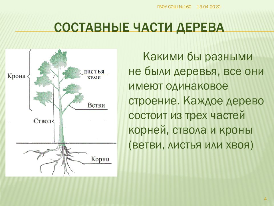 Одинаковое строение. Составные части дерева и его строение. Части дереца и их функции. Основные части дерева и их Назначение. Функция кроны и ствола дерева.