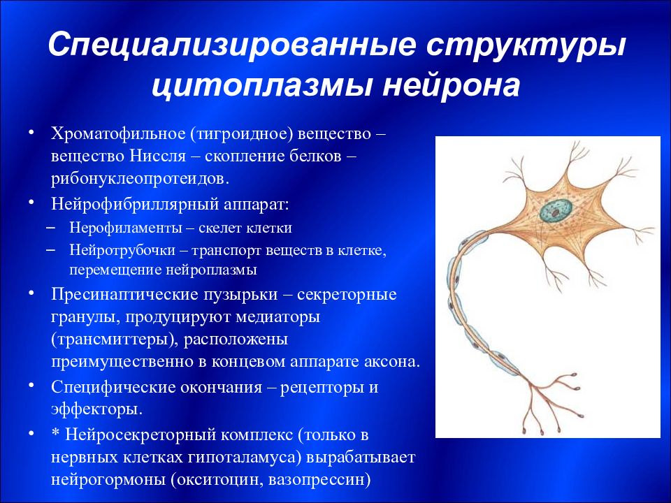 Специфическая структура. Структура нейрона. Строение нейрона. Специализированные структуры нейрона. Специфические структуры нервной клетки.