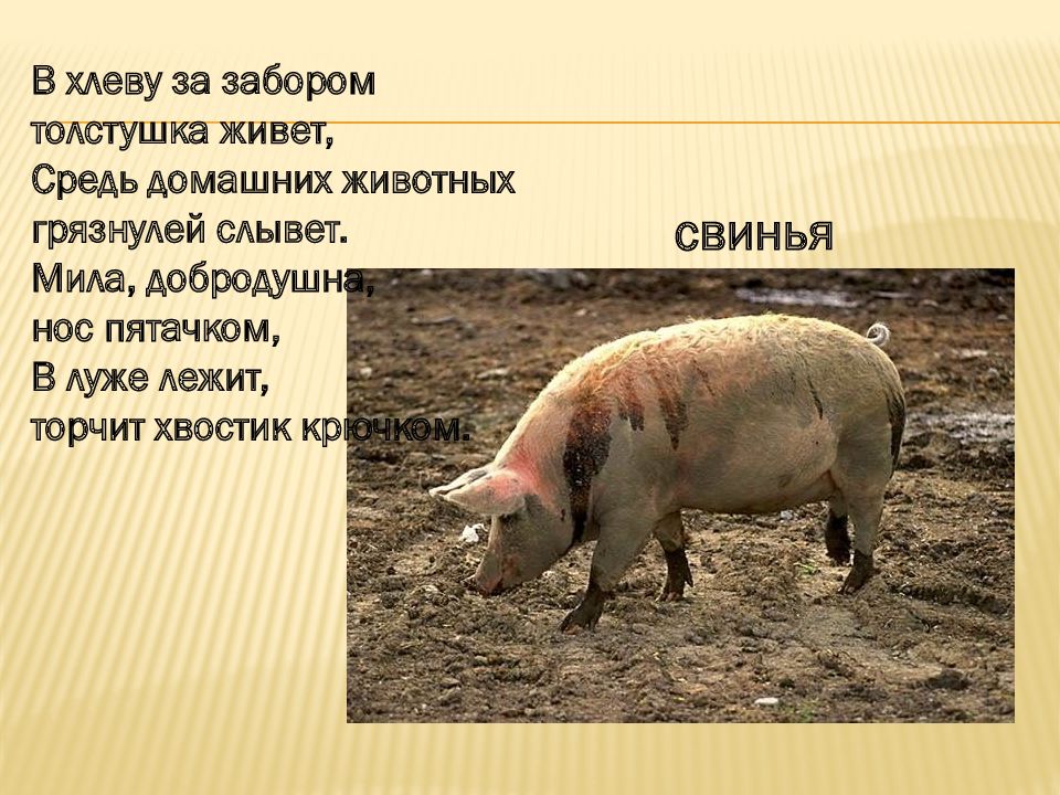 Презентация забота о животных. Свинья хвост крючком