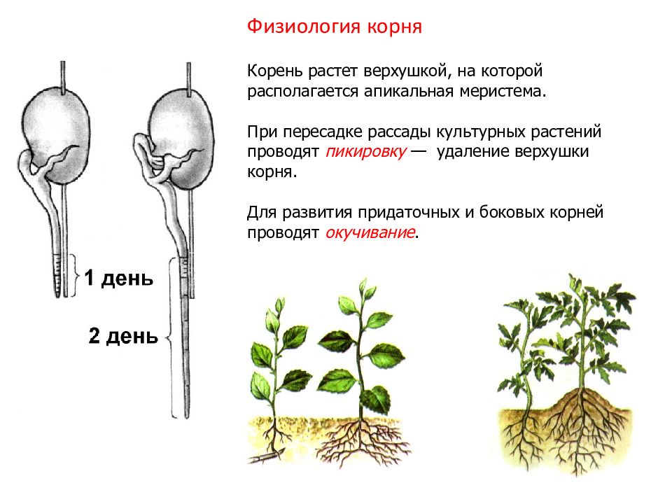 Рассмотри представленные на рисунке признаки растений