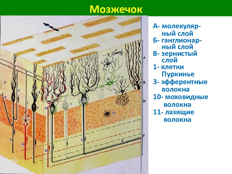 На схеме строения коры мозжечка мелкие клетки зерна обычно изображают одним цветом