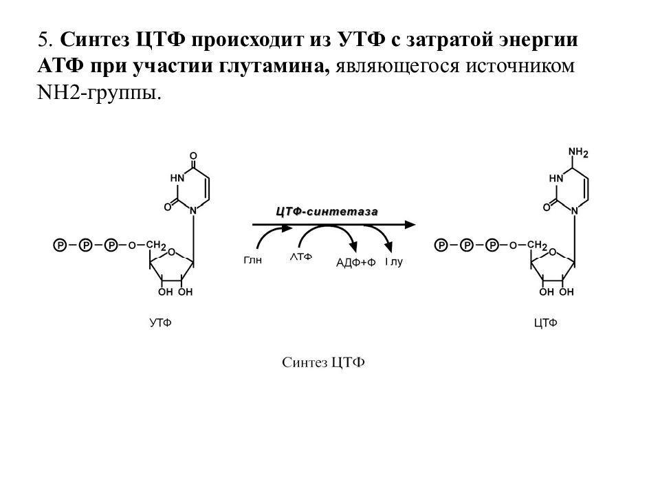 Строение ЦТФ биохимия. Структура ЦТФ биохимия. Синтез ЦТФ из УМФ. ЦТФ формула биохимия.