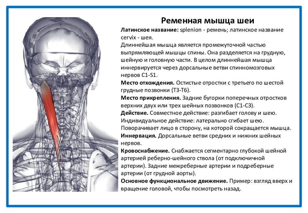 Замедленное глотание латынь. Болят мышцы шеи и голова. Ременная мышца головы и шеи. Затылочная область.