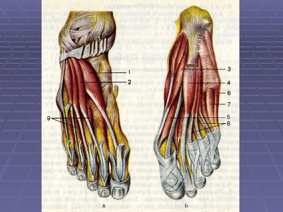 Foot muscle. Подошвенная фасция стопы анатомия. Мышцы тыльной поверхности стопы. Сухожилия разгибателей стопы анатомия. Тыльные мышцы стопы анатомия.