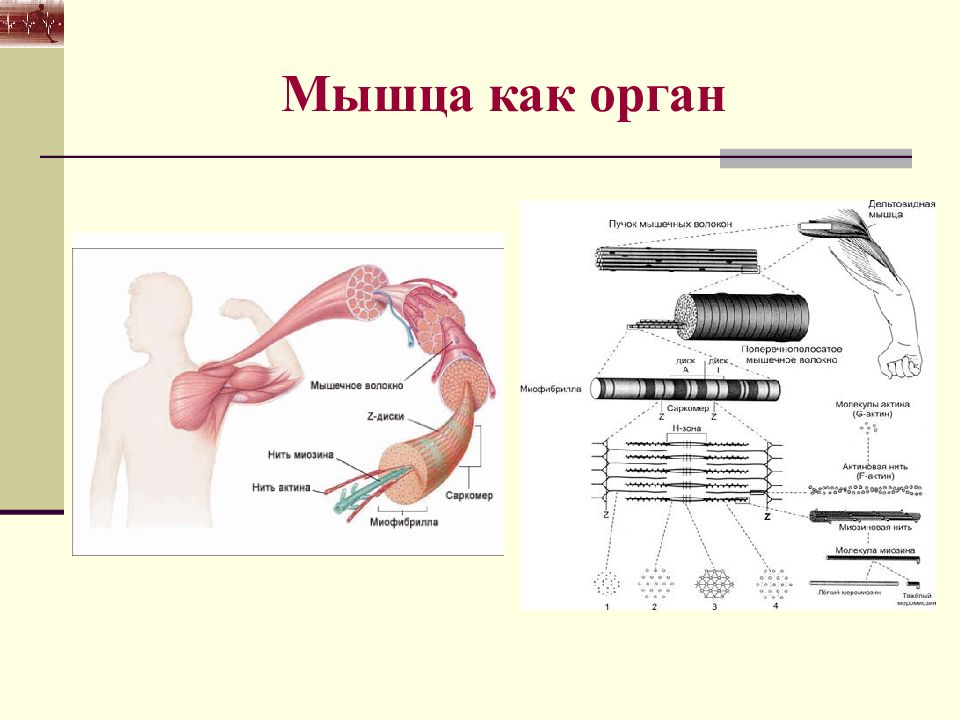 Мышечный орган. Мышечная деятельность. Анатомо-физиологические основы мышечной деятельности. Мышца как орган. Мышечная активность.