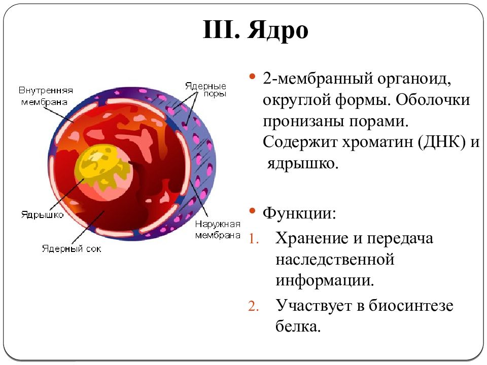 Презентация на тему ядро клетки