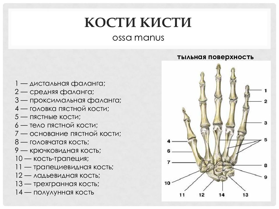 Объяснить слово фаланга. Проксимальная фаланга пальца кисти. Кисть строение анатомия костей. Проксимальная фаланга 5 пальца левой кисти. Основание 5 пястной кости правой кисти.