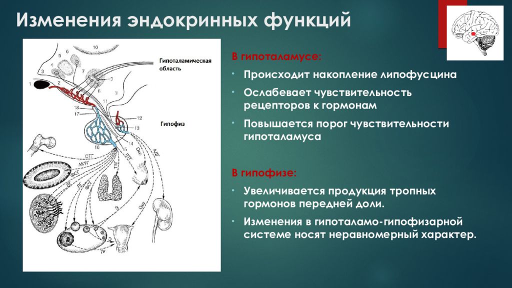 Стимуляция переднего и латерального гипоталамуса формирует. Эндокринная функция гипоталамуса. Внутрисекреторная функция гипоталамуса. Гипоталамус функции. Рецепторы гипоталамуса.