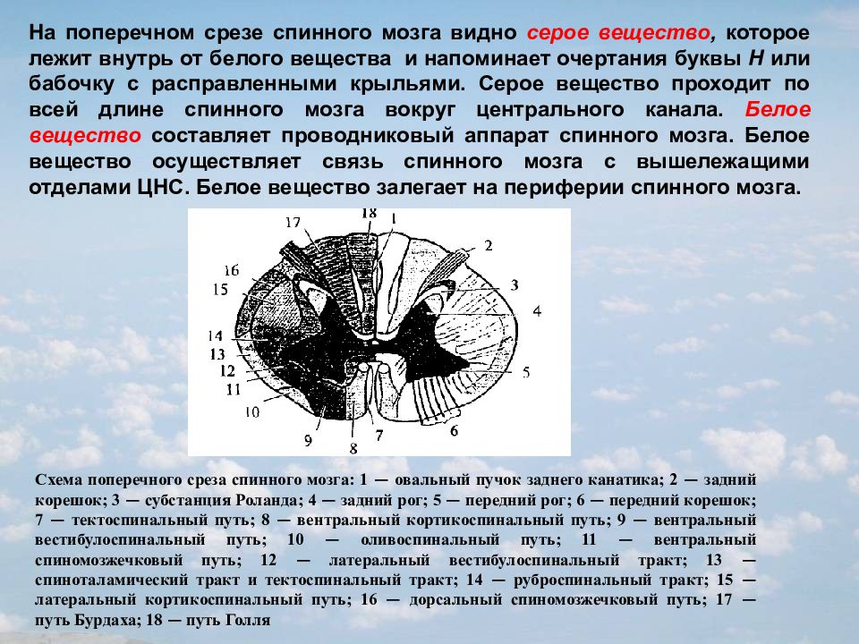 Задние рога мозга. Поперечный срез спинного мозга основные части. Горизонтальный срез спинного мозга. Фронтальный срез спинного мозга. Поперечный срез спинного мозга особенности.