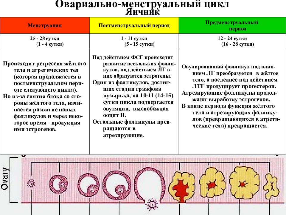 Может ли проект быть закрыт в конце фазы