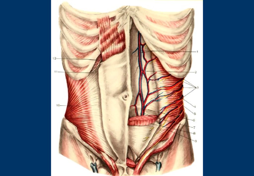 Живот стенки полости живота. Послойная анатомия передней брюшной стенки. Анатомия передней брюшной стенки живота послойно. Переднебоковая стенка живота мышцы. Спигелиевая линия живота анатомия.