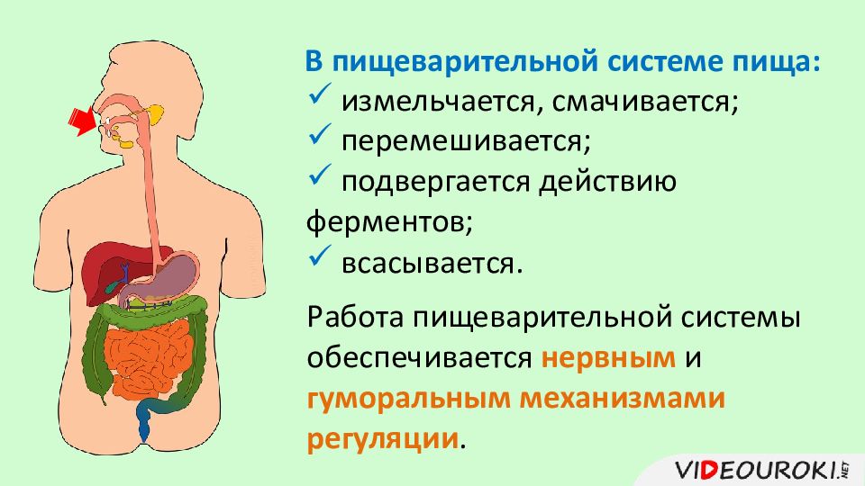 Регуляция пищеварения презентация 8 класс биология