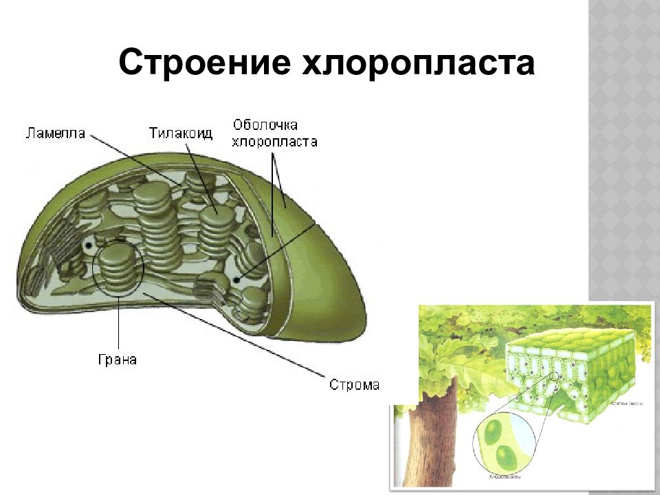 Хлоропласты находятся в клетках