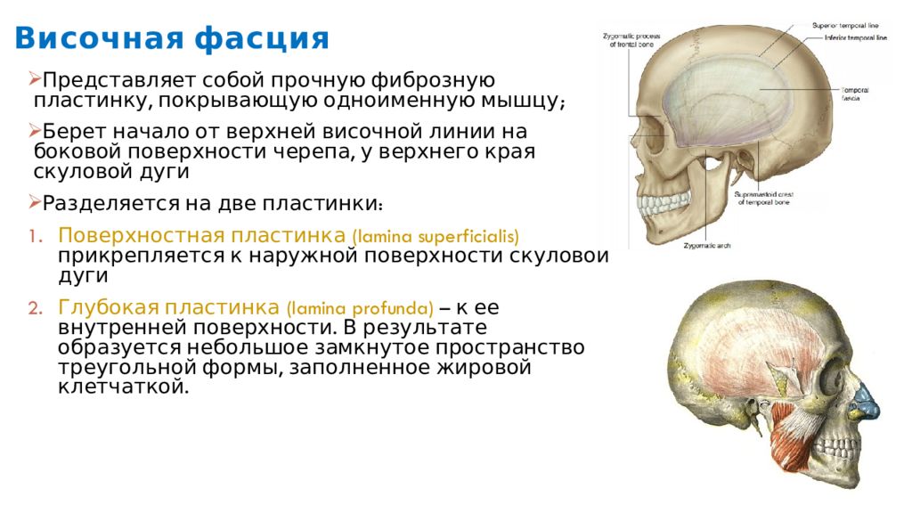 Височная область. Височная фасция головы. Поверхностная фасция височной мышцы.