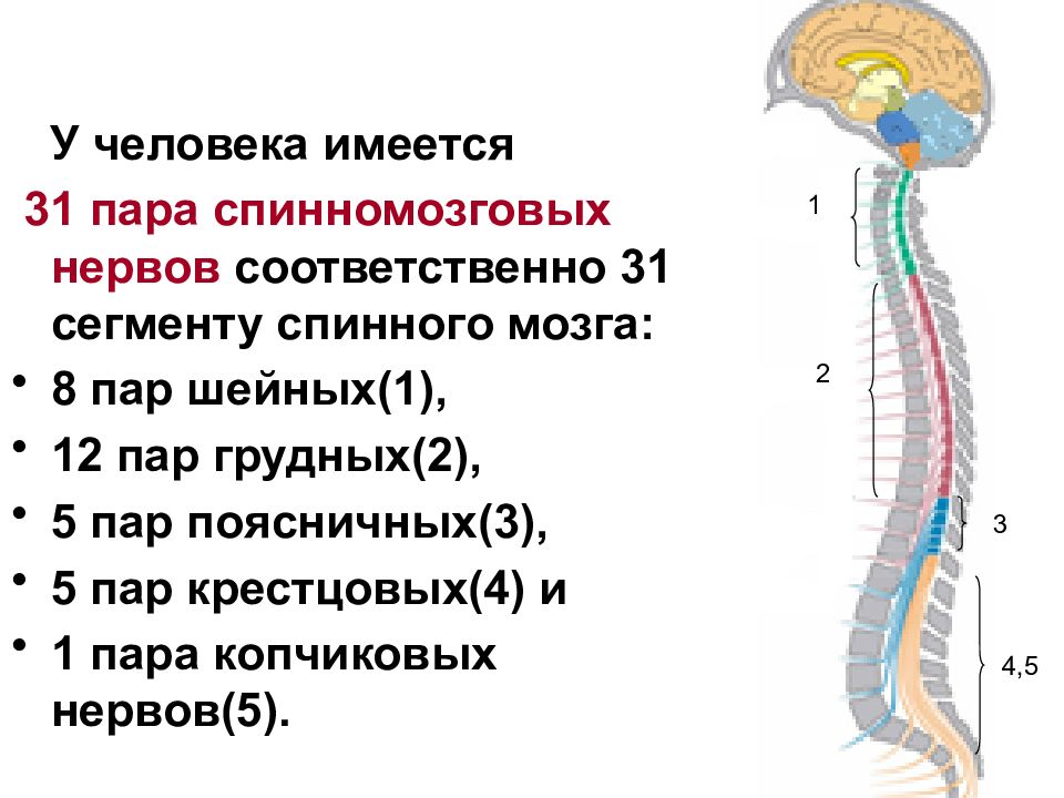 В шейном отделе спинного мозга сегментов. Спинномозговые сплетения. Спинномозговые нервы схема. Сплетения спинномозговых нервов таблица. Схема спинномозговые сплетения.