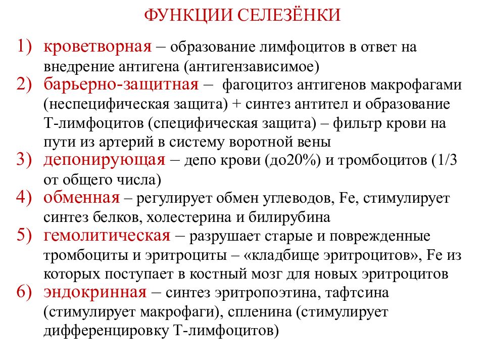 Функции селезенки