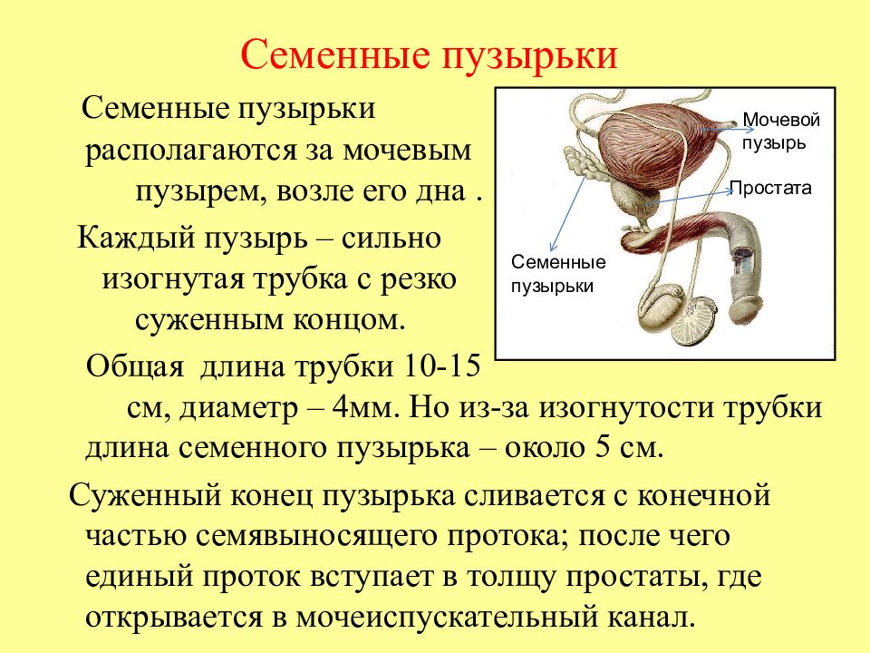 Воспаление семенных пузырьков схема лечения