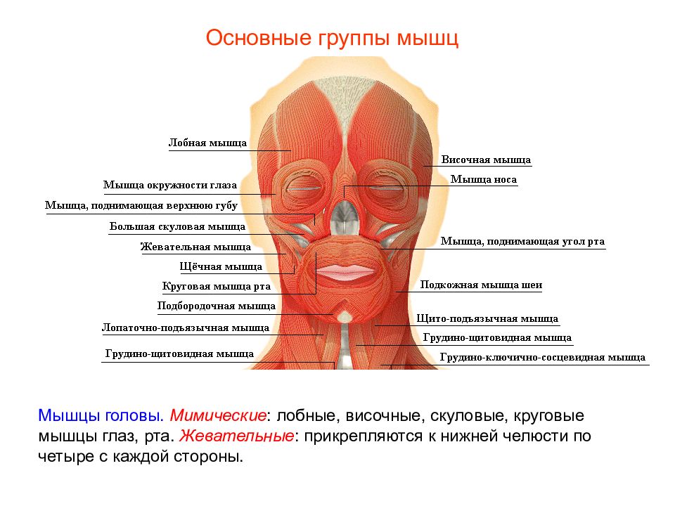 Мышцы задания егэ. Круговая мышца глаза прикрепление. Мышцы задание ЕГЭ.