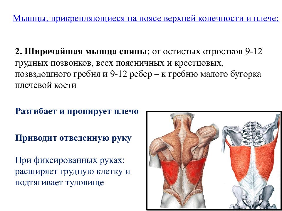 Мышцы прикрепляются с помощью. Прикрепления широчайшей мышцы. Прикрепление мышц спины. Место прикрепления широчайшей мышцы спины. Широчайшая мышца место прикрепления.