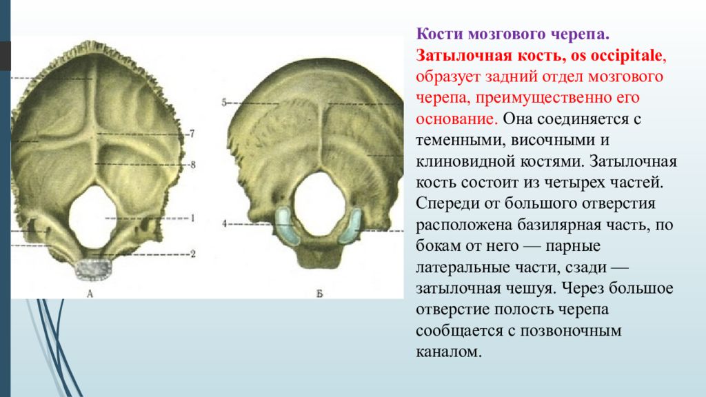 Теменная и затылочная кости тип соединения. Анатомия затылочной кости черепа. Функциональная анатомия затылочной кости. Кости затылочной части черепа. Кости головы анатомия затылочная кость.