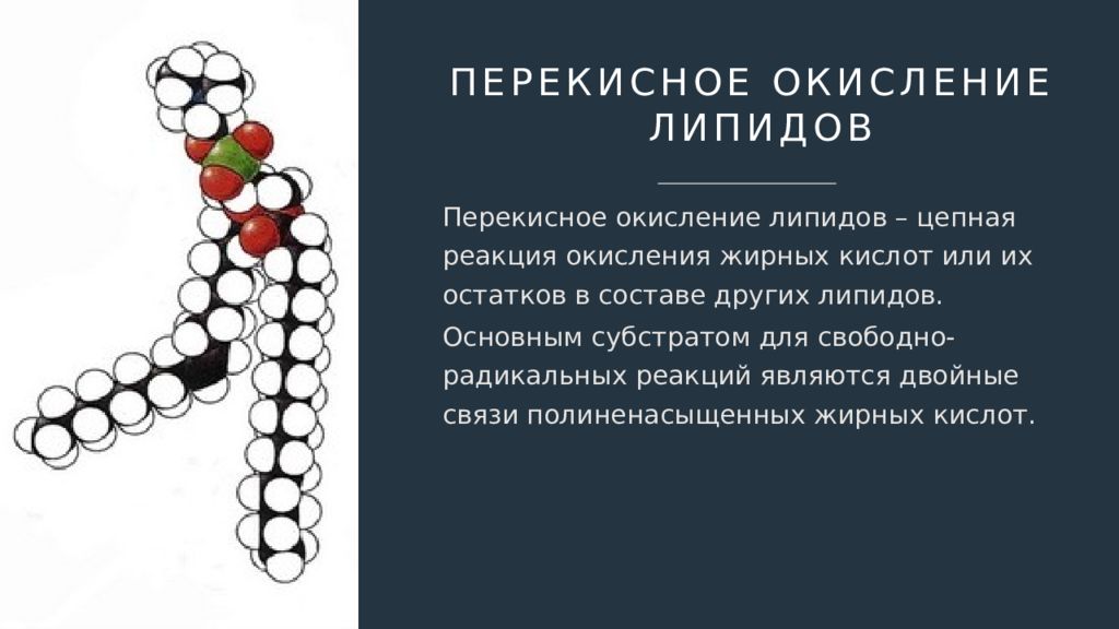 Липиды картинка для презентации