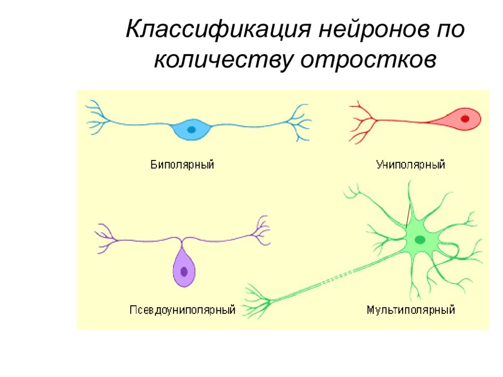 Нейроны виды. Классификация нейронов по количеству отростков и функции. Классификация нейронов по отросткам. Функциональная классификация нервных клеток. Классификация нейронов типы нейронов.