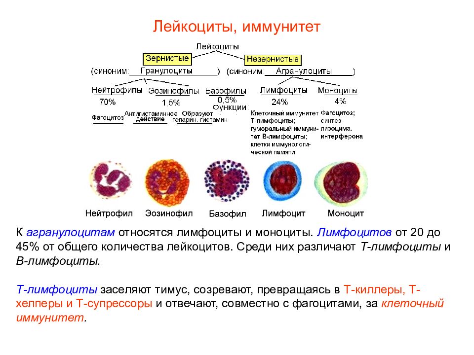 Лейкоциты крови способны. Агранулоциты а. лимфоциты. Фракции лейкоцитов и их функции. Классификация лейкоцитов схема. Функции лимфоцитов в крови.