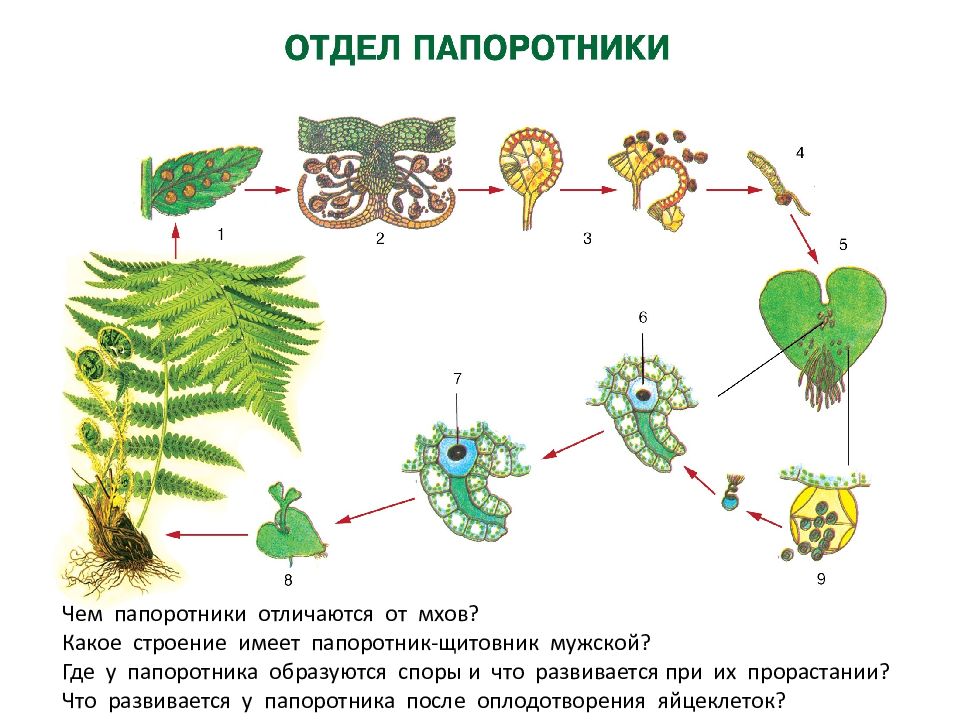 Папоротник щитовник мужской строение