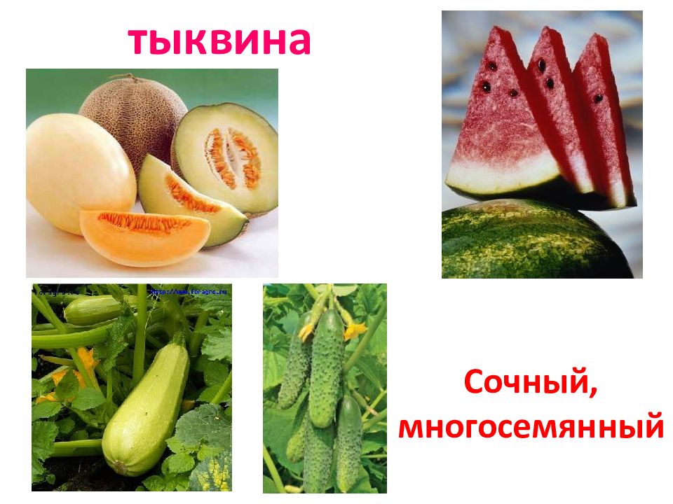 Тыквина