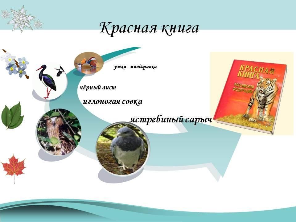 Красная книга россии проект 2 класс