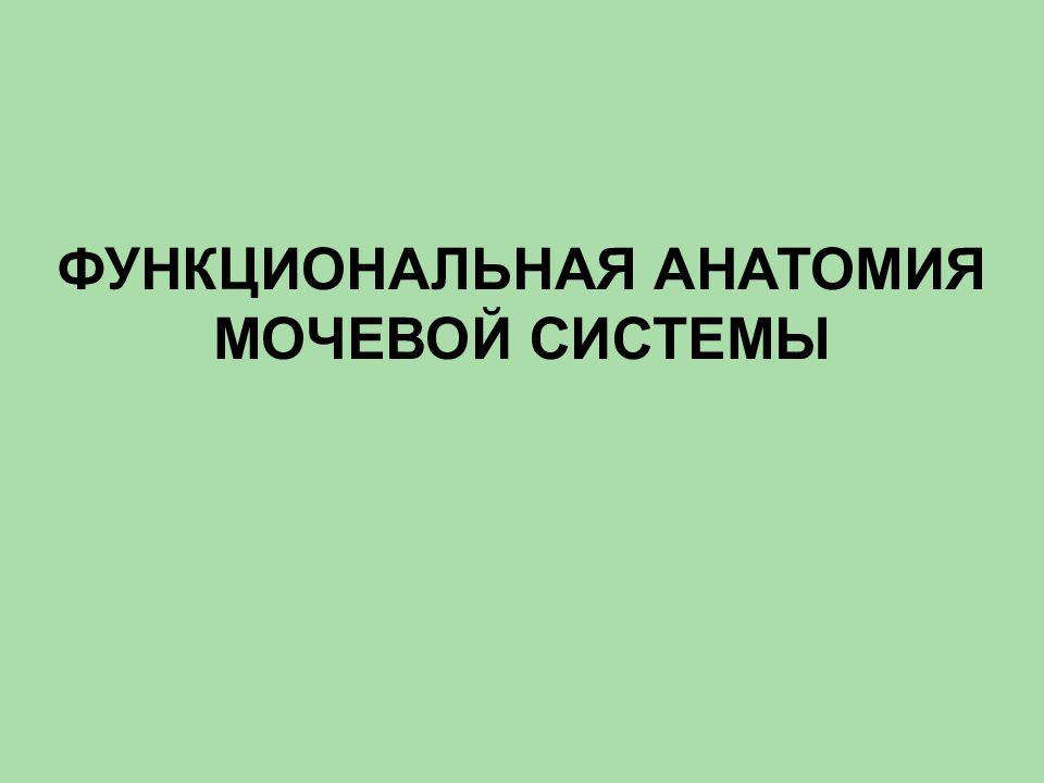 ФУНКЦИОНАЛЬНАЯ АНАТОМИЯ МОЧЕВОЙ СИСТЕМЫ
