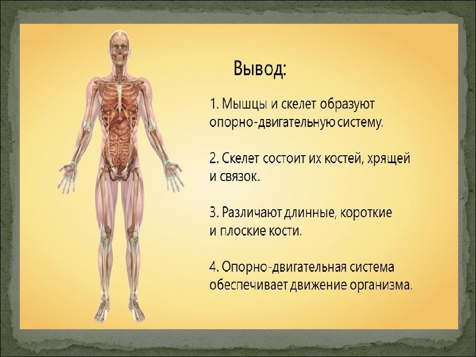 Скелет 8 класс биология презентация