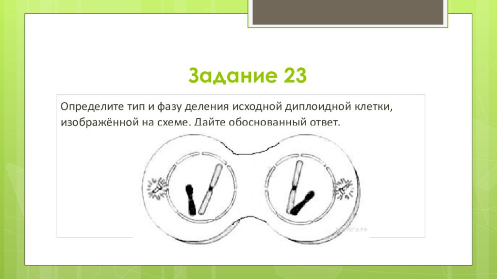 На рисунке изображена стадия. Тип деления трехплоидной клетки. Типы и фазы деления диплоидной клетки. Определите Тип и фазу деления исходной диплоидной клетки. Тип и фаза деление диплоилноц клетки.