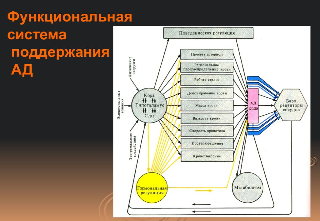 Функциональные системы организма. Схема функциональной системы поддержания ад. Узловые механизмы функциональной системы. Схема функциональной системы адаптации. Функциональная система поддержания артериального давления.